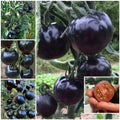 European Black Cherry Tomato Seeds - 100pcs, Heirloom Non-GMO, Solanum lycopersicum, Sweet Flavor, Container & Garden Bed