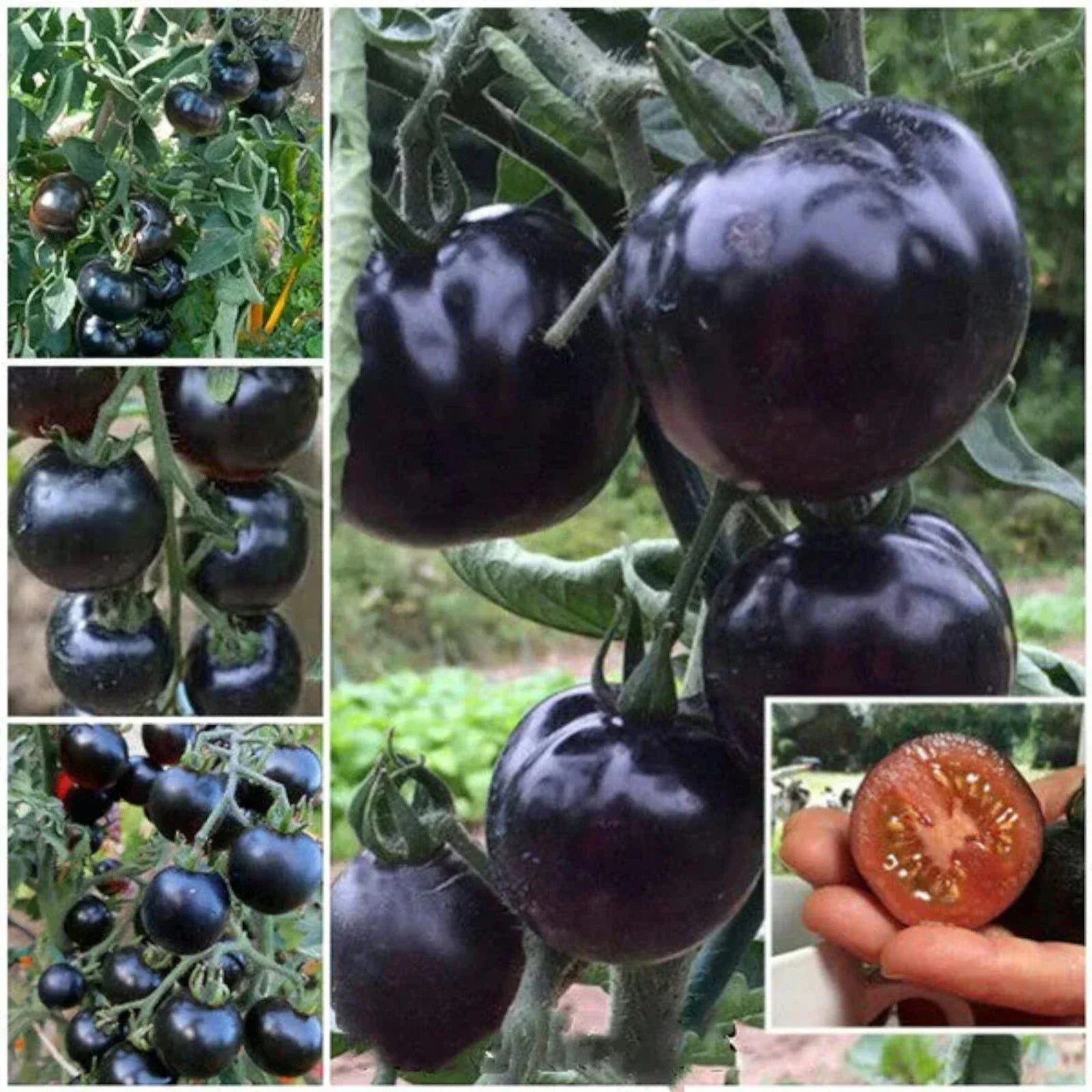 European Black Cherry Tomato Seeds - 100pcs, Heirloom Non-GMO, Solanum lycopersicum, Sweet Flavor, Container & Garden Bed