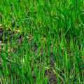 Winter Rye Seed 25 LBS Cover Crop for Food Plots, Wildlife, Soil Improvement - Secale cereale