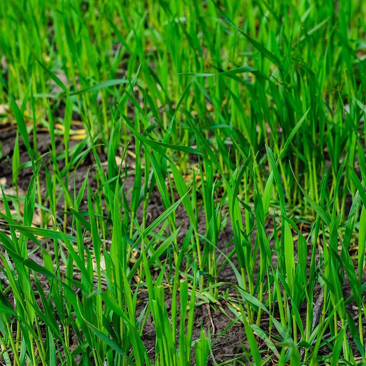 Winter Rye Seed 25 LBS Cover Crop for Food Plots, Wildlife, Soil Improvement - Secale cereale