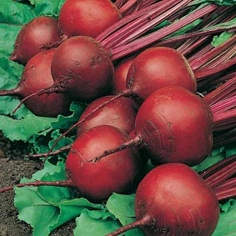 Red Ace Hybrid Beet Seeds - 100 Count Packet, Drought Tolerant, Beta vulgaris, Edible Roots, Full Sun, Non-GMO