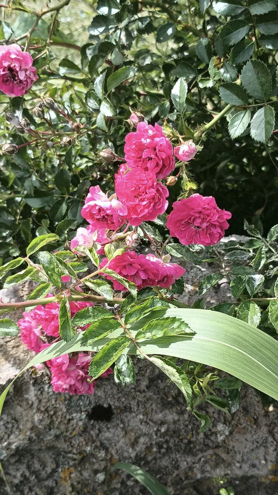 8 Cuttings Pink Seven Sisters Roses Climbing Heirloom Rosa multiflora 6 Inch