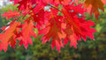 Red Oak Tree Seedlings - Live 12-24 Inch Quercus rubra for Landscaping and Shade