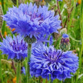 Tall Blue Cornflower Seeds - 200+ Bachelor Button Flowers - Centaurea Cyanus - Non-GMO, Easy to Grow, Wildflower Garden, Cut Flowers