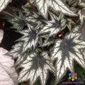 Little Brother Montgomery Begonia Seeds - 25+ Pack - Perennial Shade Plant - Begonia 'Little Brother Montgomery' - Garden & Container