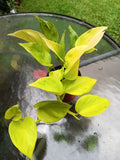 Epipremnum Pothos Plant - Champs Élysées Variegated Indoor Houseplant - Low Light Tolerant, Easy Care, Teruno Exact