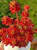 Sedum Rubrotinctum Jelly Bean Cutting - Rare Unrooted Succulent for Indoor Gardening and Propagation