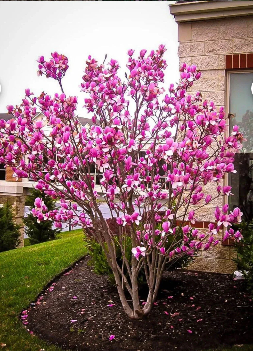 Tinkerbelle Magnolia Hybrid Tree 1-Gallon Pot, Fragrant Pink and White Blooms, Magnolia x 'Tinkerbelle' for Gardens and Landscapes