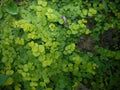 Bare Root Creeping Jenny Plants - 10 Starter Lysimachia nummularia Ground Cover for Gardens