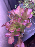 Red Salad Bowl Lettuce Seeds - Organic Non-GMO Lactuca sativa for Home Garden, Salad Greens, Loose-Leaf, 100 Pack