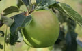 Grenadier Apple Seeds - 25+ Non-GMO Malus domestica Heirloom Variety for Home Garden Planting