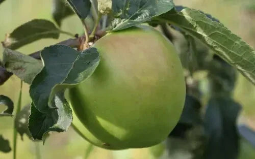 Grenadier Apple Seeds - 25+ Non-GMO Malus domestica Heirloom Variety for Home Garden Planting