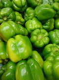 Yolo Wonder Pepper Seeds 50+ Non-GMO Vegetable Garden Seeds Capsicum annuum for Home Gardening