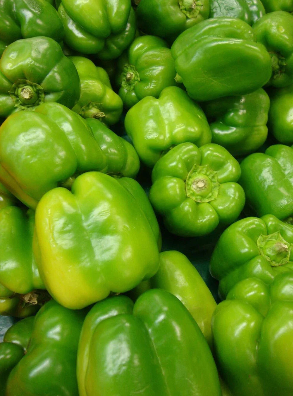 Yolo Wonder Pepper Seeds 50+ Non-GMO Vegetable Garden Seeds Capsicum annuum for Home Gardening