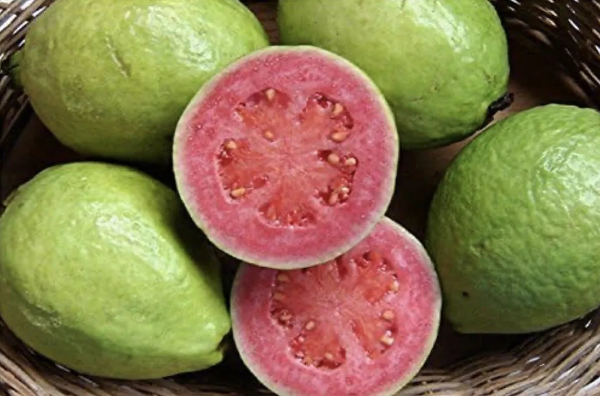Mexican Pink Guava Seeds - Organic Non-GMO Psidium guajava Fruit Tree Seeds for Home Garden
