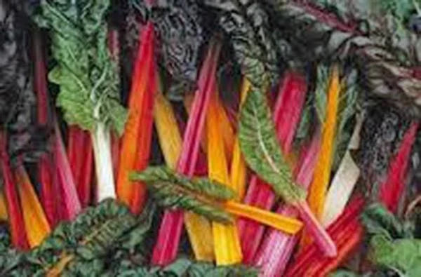 Rainbow Swiss Chard Seeds - Non-GMO, 500 Seeds, Colorful Leafy Greens, Beta vulgaris subsp. cicla