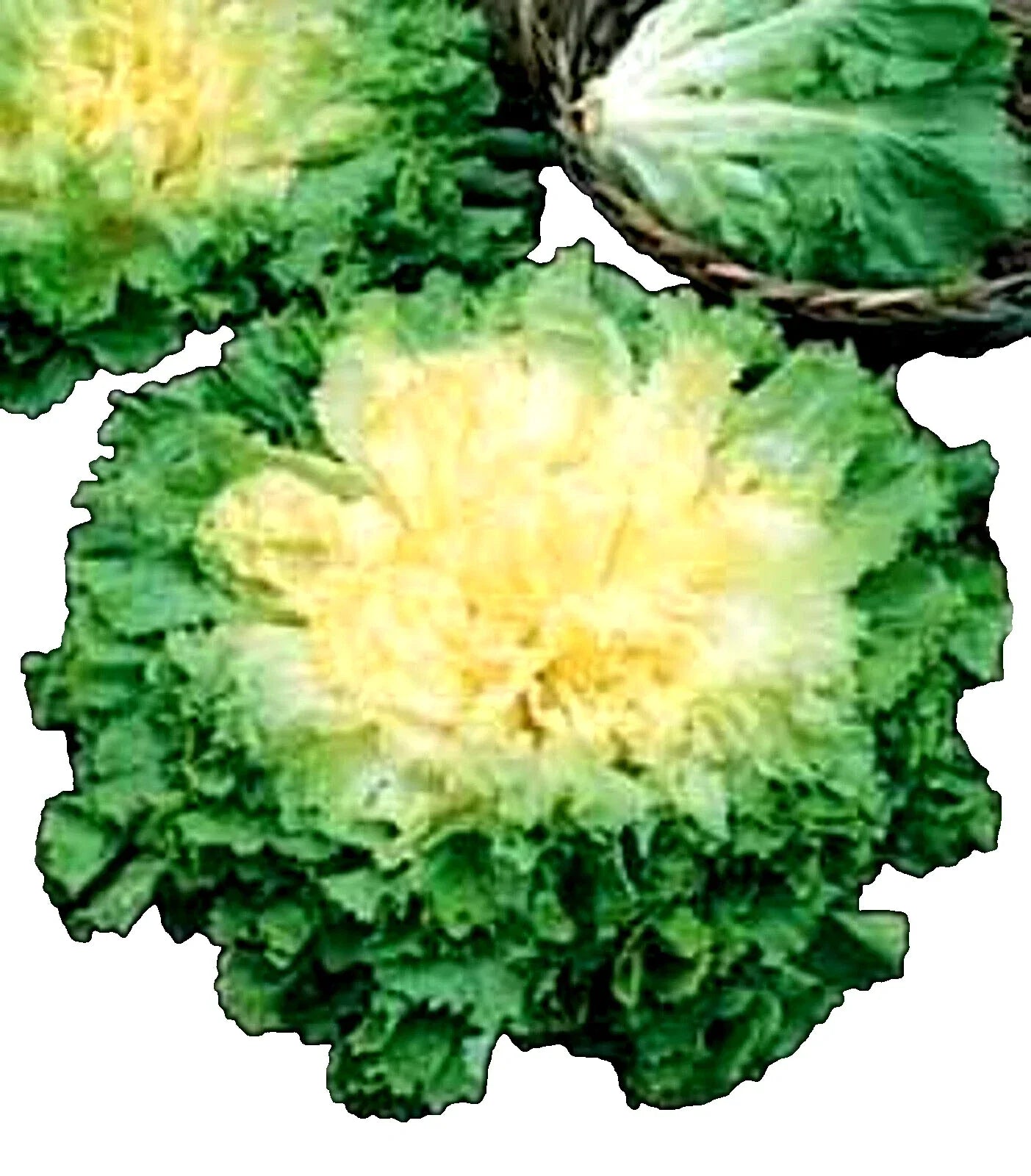 Full Heart Escarole Seeds – Non-GMO Chicory Cichorium endivia for Home Gardening & Culinary Use, 300+ Seeds