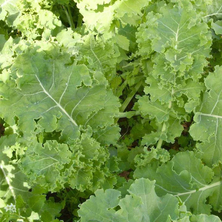 Siberian Kale Seeds - Heirloom Non-GMO Brassica oleracea var. sabellica, Cold-Tolerant Leafy Greens, Pack of 100 Seeds