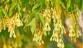 BoxElder Maple Tree Seeds - 50+ Acer negundo Native Deciduous Tree for Landscaping & Shade
