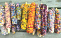 Ornamental Rainbow Indian Corn Seeds - Heirloom Zea mays for Fall Garden, Multi-Color Decorative Ears, 50+ Seeds