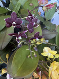 Orchid Plant in 3-Inch Pot | Phalaenopsis with Blooms or Buds | Indoor Flowering Houseplant