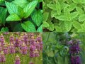 Mint Mix 4 Packs - Peppermint, Spearmint, Lemon Mint, Lemon Balm - Mentha spp. - Culinary Herbs, Aromatic Plants