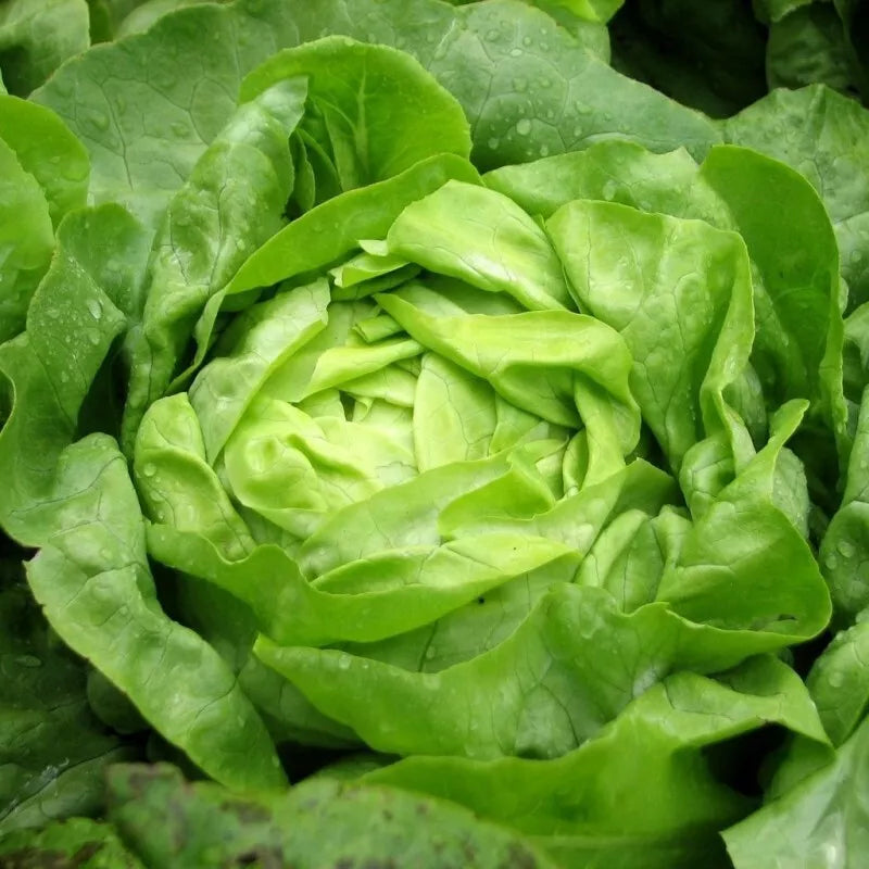 Buttercrunch Lettuce Seeds - Heirloom Non-GMO Organic Seed Pack for Garden, Salad Greens, Lactuca sativa