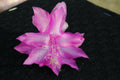 Christmas Cactus Starter Plant - Miss Shimano Schlumbergera Truncata Well-Rooted Indoor Cactus Gift