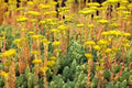 Sedum Seeds - 200 Count - Blue Spruce Hardy Sedum with Yellow Summer Flowers - Easy to Grow, Drought Tolerant, Ground Cover, Sedum reflexum