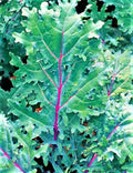 Red Russian Kale Seeds - Non-GMO Brassica napus Var. sabellica - Over 200 Seeds for Organic Gardening
