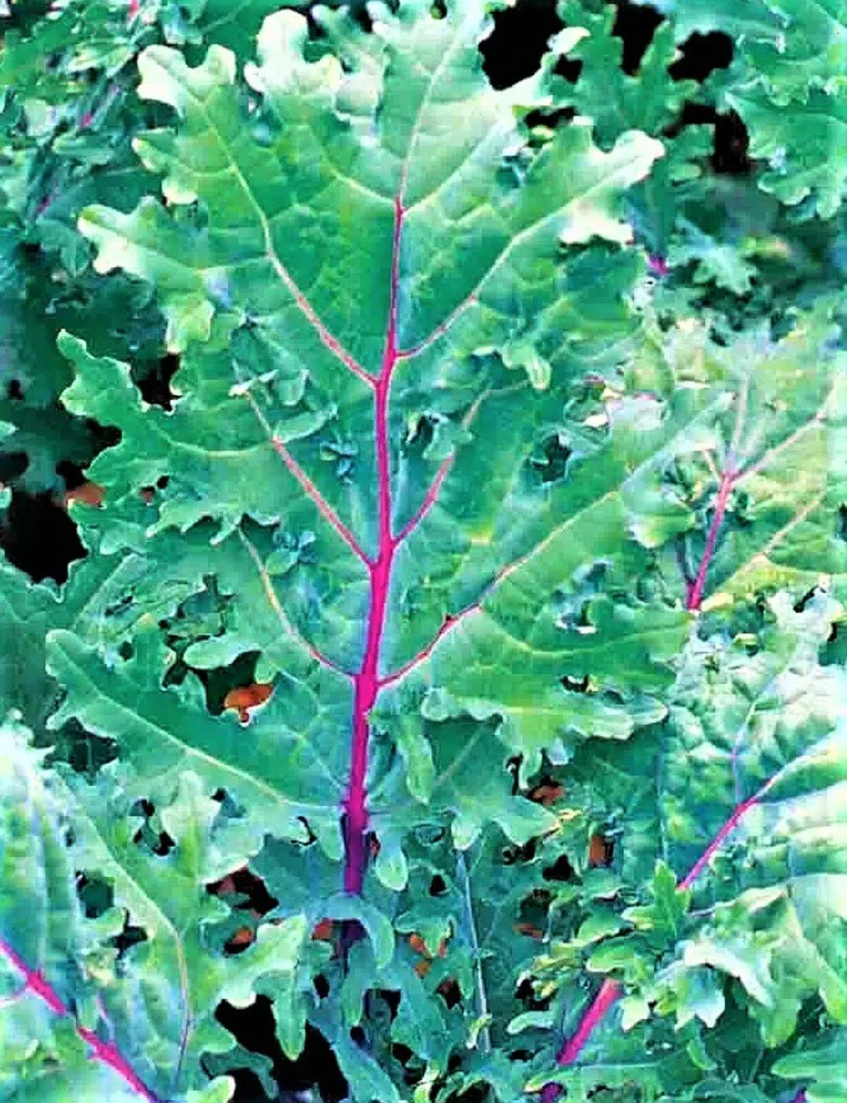 Red Russian Kale Seeds - Non-GMO Brassica napus Var. sabellica - Over 200 Seeds for Organic Gardening
