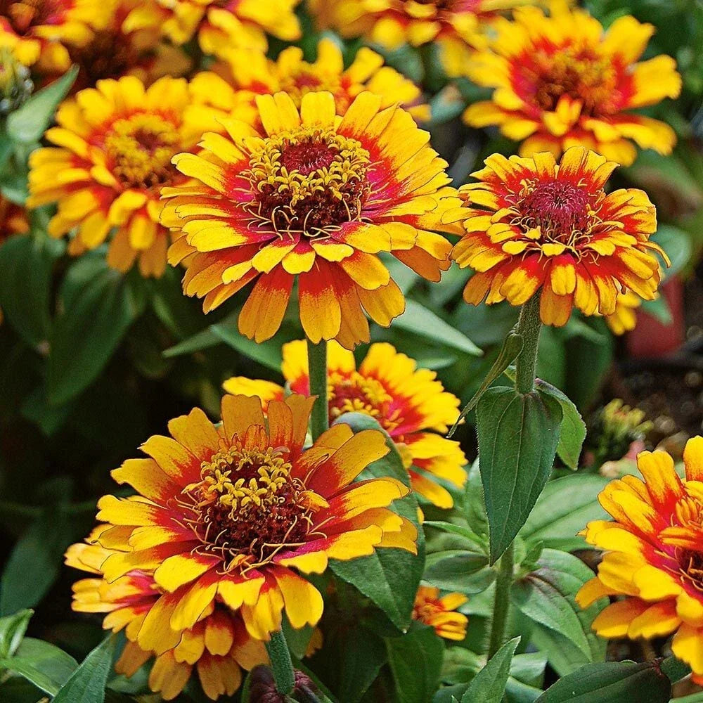 Zowie Yellow Flame Zinnia Seeds - Pack of 100+ - Vibrant Garden Flowers - Zinnia elegans - Easy to Grow, Attracts Pollinators