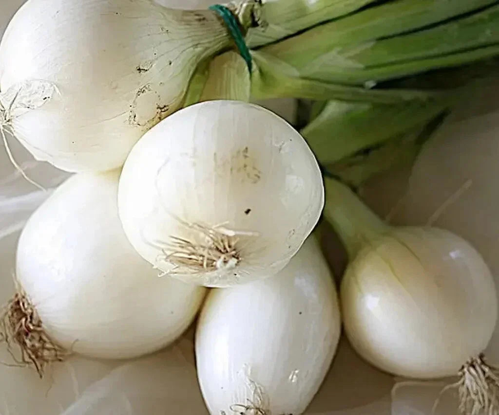 Crystal White Wax Onion Seeds - 500+ Pack, Allium cepa, Garden Planting, Sweet Mild Flavor, Non-GMO, Full Sun, USA