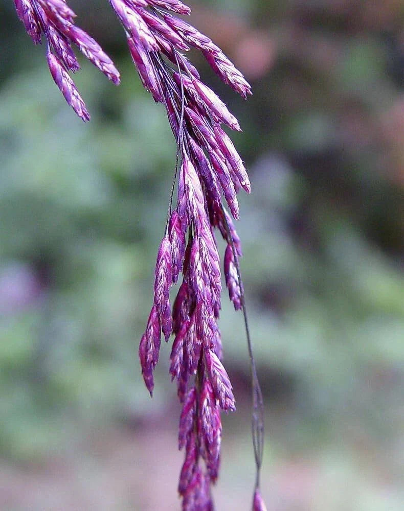 Purpletop Tridens Grass Seeds - 1 lb Pack, Ornamental Native Grass, Tridens flavus for Landscaping and Garden Planting
