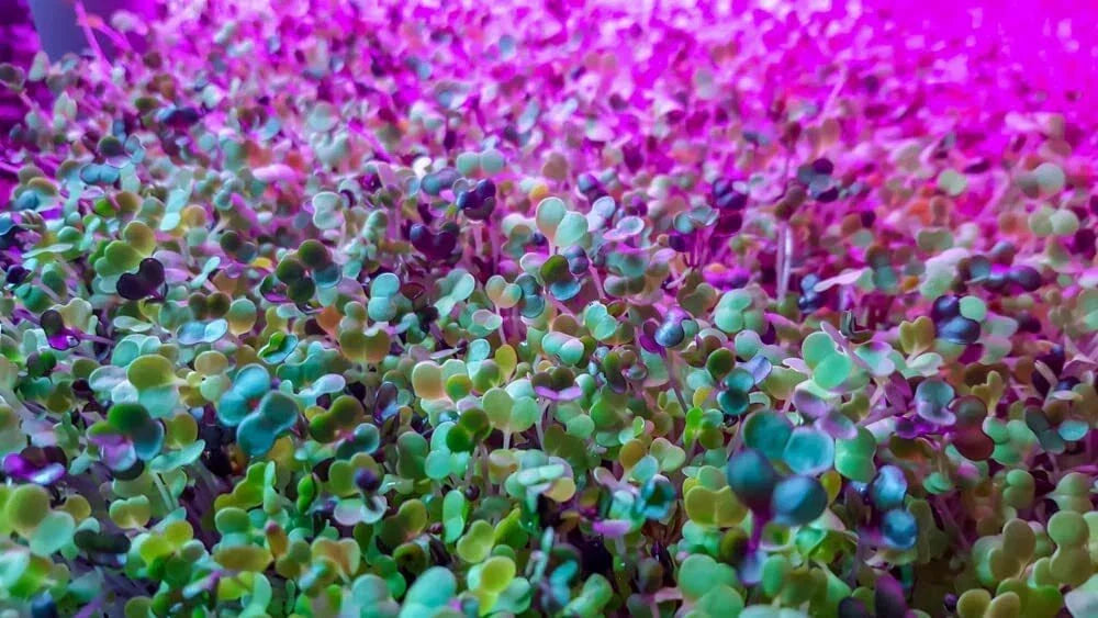 Alfalfa Microgreen Seeds 250 Count - Nutrient-Rich Medicago sativa Microgreens for Indoor & Outdoor Gardening