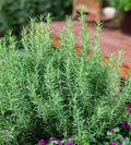 Rosemary Seeds - 50+ Perennial Herb for Garden & Container - Salvia rosmarinus Evergreen Shrub
