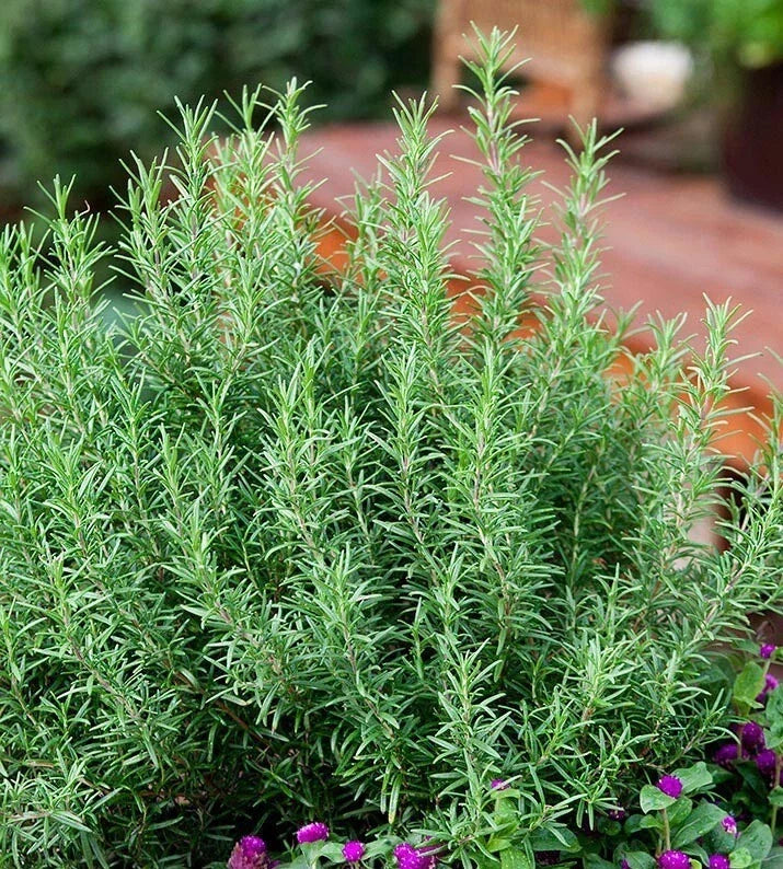 Rosemary Seeds - 50+ Perennial Herb for Garden & Container - Salvia rosmarinus Evergreen Shrub