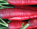 Atomic Red Carrot Seeds - 135 Non-GMO Heirloom Daucus carota for Fresh Eating & Cooking