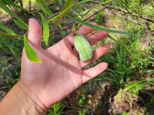 Narrowleaf Pawpaw Seed | Asimina longifolia | Florida Native Fruit Plant | Edible Landscape Seed | Rare Fruit Seed
