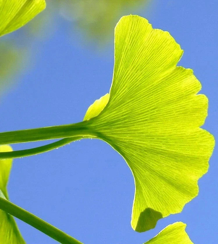 Ginkgo Biloba Cuttings 5-7 for Rooting and Grafting | Medicinal Ginkgo Tree