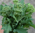 Broccoli Raab Seeds - 500 Non-GMO Italian Spring Rapini Microgreens for Cool Season Gardens