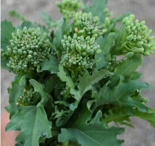 Broccoli Raab Seeds - 500 Non-GMO Italian Spring Rapini Microgreens for Cool Season Gardens