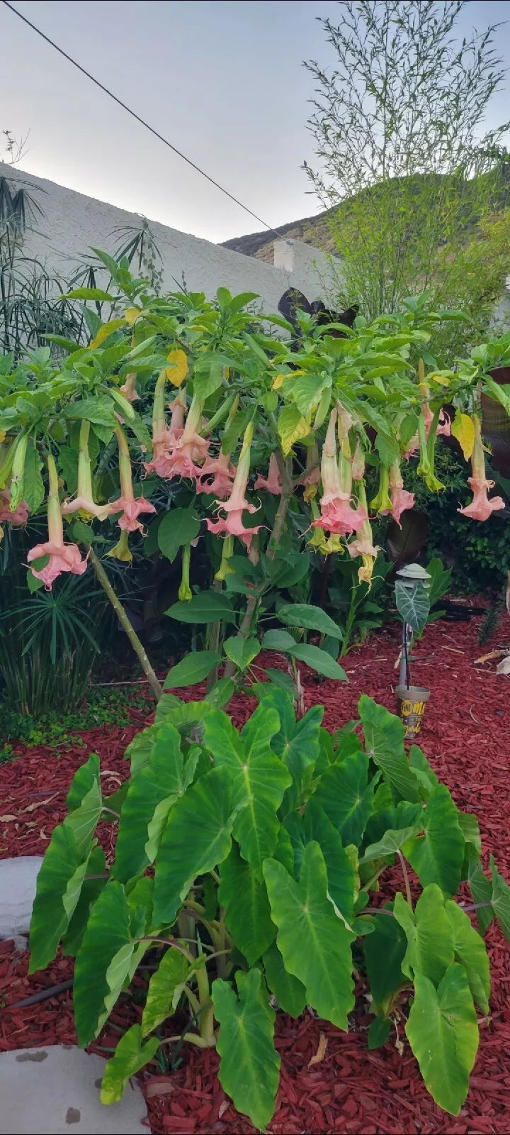 Angel Trumpet Plant 1 Gal. Brugmansia Tropical Fragrant Flowers Rooted Garden Flower