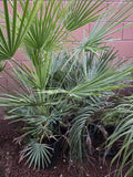 Mediterranean Fan Palm Tree, Potted 46" Chamaerops Humilis Indoor Outdoor Plant, Drought-Tolerant, Hardy Palm for Garden or Patio
