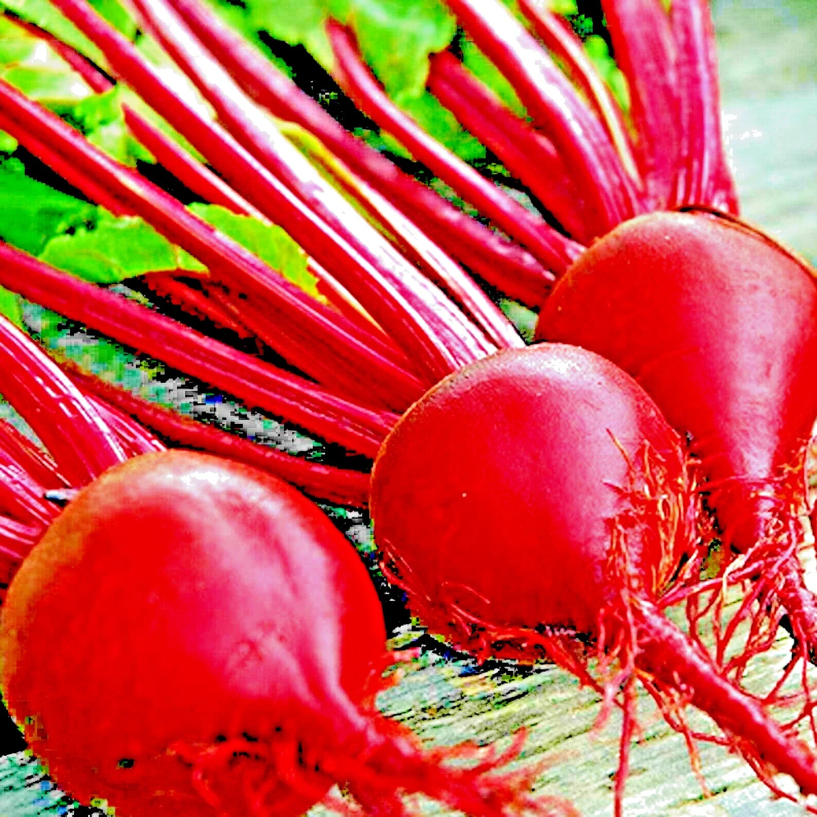 Detroit Beet Seeds - 200+ Heirloom Non-GMO Beta vulgaris for Spring Garden, Fresh Vegetables, USA Grown