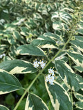 Callicarpa dichotoma f. albifructa 'Duet' Purple Beautyberry Plant Cuttings – 6-8" Long, White Fruits, Vibrant Foliage