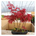 Japanese Red Maple Tree Seeds - 20 Bonsai Seeds Acer palmatum for Home Garden & Bonsai Enthusiasts