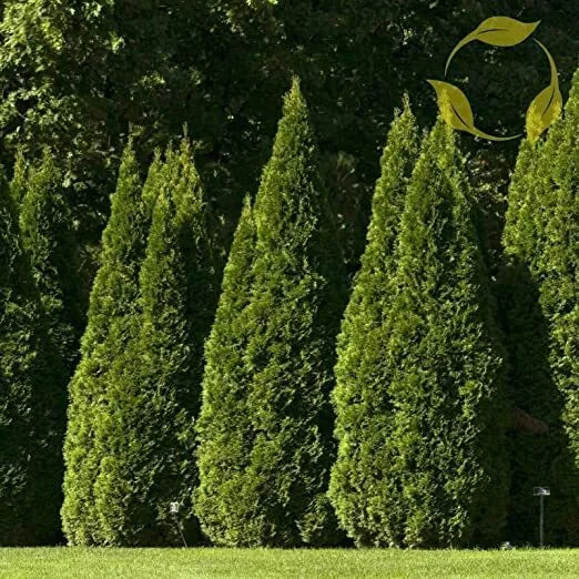 Oriental Arborvitae Tree Seeds 40 Pack, Platycladus orientalis, Evergreen, Pyramidal Shape, Garden Landscaping