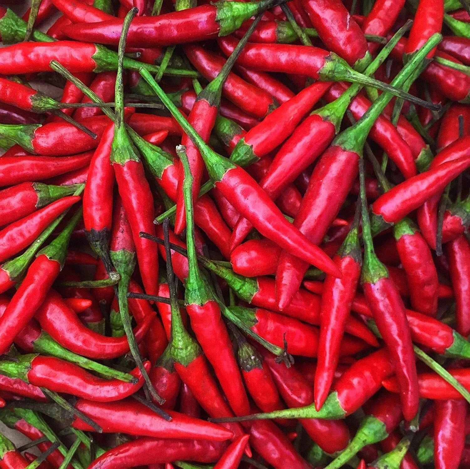 Thai Hot Pepper Seeds | Heirloom Non-GMO Capsicum annuum | Spicy Chili Seed Pack for Gardening & Culinary Use