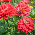 Benary Giant Coral Zinnia Seeds - 100+ Pack, Colorful Garden Flowers, Zinnia elegans, Bright Coral Blooms, Easy to Grow